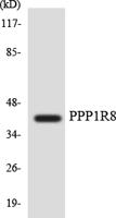 NIPP1 Polyclonal Antibody