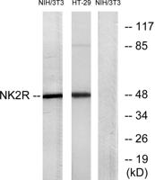 NK-2R Polyclonal Antibody