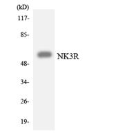 NK-3R Polyclonal Antibody