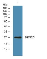 NKG2C Polyclonal Antibody