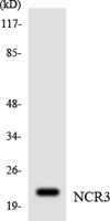 NKp30 Polyclonal Antibody