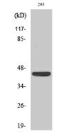 NKp46 Polyclonal Antibody