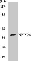 Nkx-2.4 Polyclonal Antibody