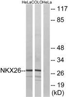 Nkx-2.6 Polyclonal Antibody