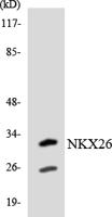 Nkx-2.6 Polyclonal Antibody