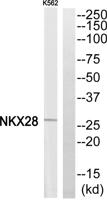 Nkx-2.8 Polyclonal Antibody