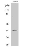 Nkx-3.1 Polyclonal Antibody