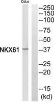 Nkx-6.1 Polyclonal Antibody