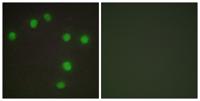 Nkx-6.3 Polyclonal Antibody