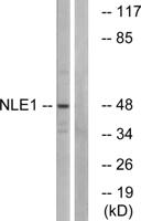 NLE1 Polyclonal Antibody