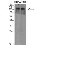 NLRX1 Polyclonal Antibody