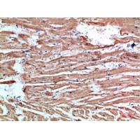 NLRX1 Polyclonal Antibody