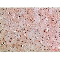 NLRX1 Polyclonal Antibody