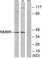 NMBR Polyclonal Antibody