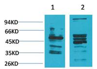 NMBR Polyclonal Antibody