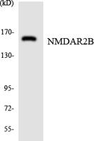 NMDAε2 Polyclonal Antibody