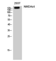 NMDAε4 Polyclonal Antibody