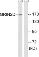NMDAε4 Polyclonal Antibody