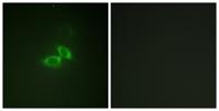 NMDAζ1 Polyclonal Antibody