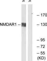 NMDAζ1 Polyclonal Antibody