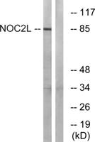NOC2L Polyclonal Antibody