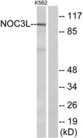 NOC3L Polyclonal Antibody
