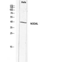 Nodal Polyclonal Antibody