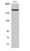 Nogo A Polyclonal Antibody