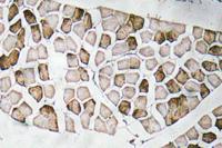 Nogo A Polyclonal Antibody