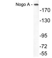 Nogo A Polyclonal Antibody