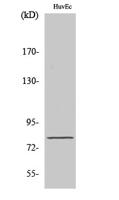 NOL10 Polyclonal Antibody