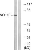 NOL10 Polyclonal Antibody