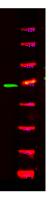 NOL4 Polyclonal Antibody