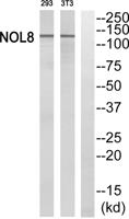 Nop132 Polyclonal Antibody