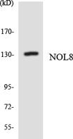 Nop132 Polyclonal Antibody