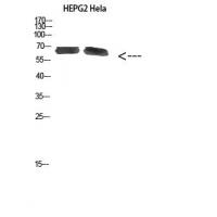 NOP56 Polyclonal Antibody