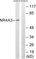 NOR-1 Polyclonal Antibody