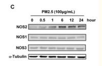 nNOS Polyclonal Antibody