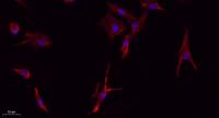 iNOS Polyclonal Antibody