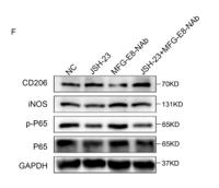 iNOS Polyclonal Antibody