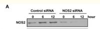 iNOS Polyclonal Antibody