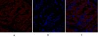 iNOS Polyclonal Antibody