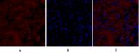 iNOS Polyclonal Antibody