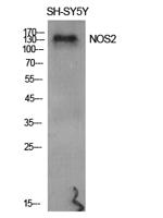 iNOS Polyclonal Antibody