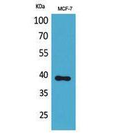 Nov Polyclonal Antibody