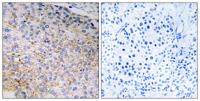 Nox3 Polyclonal Antibody