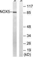 Nox5 Polyclonal Antibody