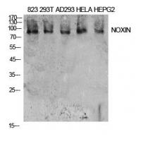 NOXIN Polyclonal Antibody