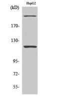 NP220 Polyclonal Antibody