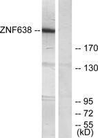 NP220 Polyclonal Antibody